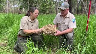 Cogongrass Identifying one of the most Invasive Plant Species [upl. by Tomchay]