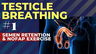 Testicle Breathing  1 Semen Retention amp NoFap exercise Cool Draw [upl. by Ahsiken]