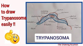 How to draw Trypanosoma diagramTrypanosoma ko easily kaise draw kare step by step for beginners [upl. by Jane]