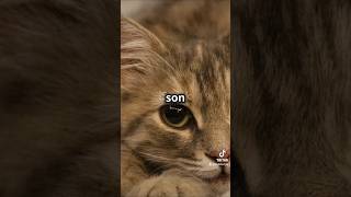 OTROS DATOS INTERESANTES DE GATOS 🐱🐈 fypシ゚viral cat tiktok gatos catlover cute pets curioso [upl. by Annauqaj]