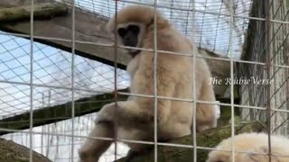 Monkey at Hamerton Zoo Park [upl. by Suoivatra]