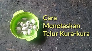 Cara Menetaskan Telur Kurakura secara Alami [upl. by Broddie]