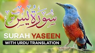 Surah Yasin  Yaseen  with Urdu Translation  Quran Tilawat Beautiful Voice  Hindi Tarjuma [upl. by Ellehsem]