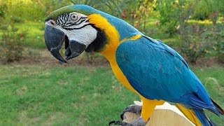 Macaw Natural Sounds and Calls [upl. by Aikyn]