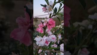 Thats just PEACHY My versicolour peach first time flowering fruit peach farming garden [upl. by Doria]