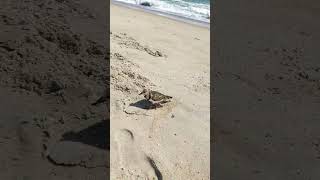 Friendly Sanderling at the beach [upl. by Otsuaf]