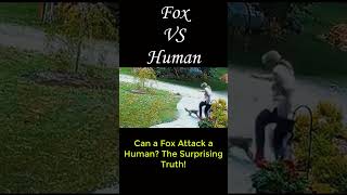 Can a Fox Attack a Human The Surprising Truth [upl. by Flori608]