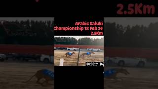 Arabic saluki hond dog race 👌🔥saluki greyhound doglover dog shorts youtubeshorts viral [upl. by Nosretep]