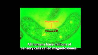 Electromagnetic fields risks and magnetosomes [upl. by Michal]