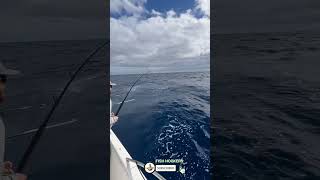 Big fish caught  big fish  big fish sea fishing fish fishinglife entertainment [upl. by Gertrudis]