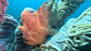 A Beautiful Gigantic Frog Fish Antennarius commerson In Moalboal Cebu Philippines 🇵🇭 [upl. by Iruy]