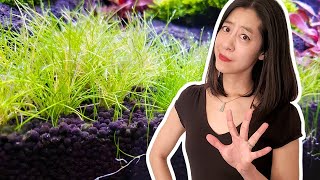 5 Things I Wish I Knew About Substrates for Planted Aquariums [upl. by Noyerb]