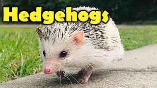 Hedgehogs  10 Cute Facts about the Hedgehog [upl. by Otrebire]