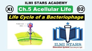 Lytic cycle of bacteriophage Lyosogenic cycle of bacteriophage  class 11 biology chapter 5 [upl. by Rhianna]