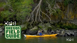 Paddle into The Heart Of the Columbia River [upl. by Goer]