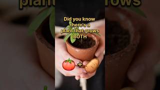 Tomato Potato Pomato agriculture trending facts edibleplants quiz [upl. by Theodore]