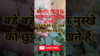 Apamarga PlantAchyranthes Aspera चिड़चिड़ा का पौधा plants shorts [upl. by Dis567]