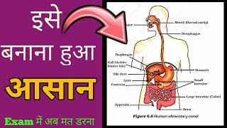 Human Alimentary Canal System  Systema Digestorium  Class 10 [upl. by Anelas]