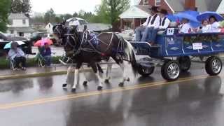 Horse amp Carriage Parade  2014 WV Strawberry Festival [upl. by Mcnelly41]