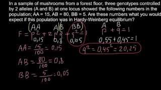 HardyWeinberg equilibrium applied to population genetics problem [upl. by Huntley704]