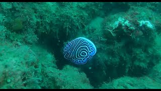 Juvenile Pomacanthus imperator Emperor Angelfish in the Mediterranean Sea [upl. by Dian]