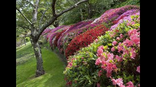 Leura Blue Mountains in Spring [upl. by Marasco]