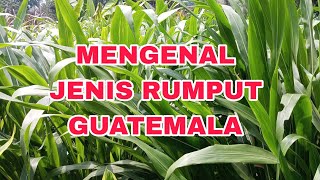 Mengenal Jenis Rumput Guatemala [upl. by Eillom742]