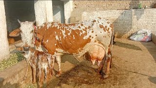 Shiwal jersey cross cow for sale on YouTube channel and pleas subscribe 2211202403067258 [upl. by Red]