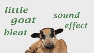 The Animal Sounds Little Goat Bleat  Sound Effect  Animation [upl. by Theall]