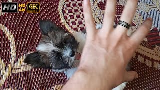 الكلب و الكرة مضحك جدا 😂 cute Maltese puppy dog barking كلب كيوت و مضحك مع الأطفال 4k viralvideo [upl. by Flori116]