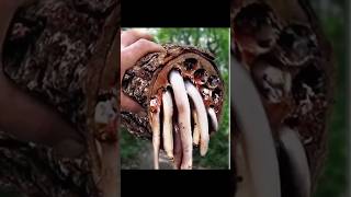 लकड़ी खाने वाली Shipworm By Wild Adventures [upl. by Enneillij]