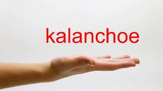 How to Pronounce kalanchoe  American English [upl. by Zaria317]