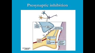 Synaptic inhibition Renshaw inhibition Presynaptic inhibition and postsynaptic inhibition [upl. by Naid684]