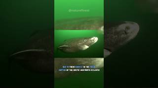 Oldest Living Shark 500 Years Strong  Greenland Shark [upl. by Copp]