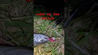 twitch’n up coho the twitching jigs late fall salmon tributary salmon addictedfishing [upl. by Berry]