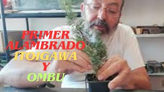 PRIMER ALAMBRADOITOIGAWA Y OMBU bonsái arboles naturaleza plantas [upl. by Eldred]