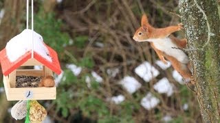 Eichhörnchen kommt nicht an die Nuss [upl. by Crispin475]