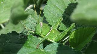 Grasshopper selyan1980 [upl. by Lhamaj]