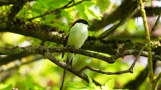 Margasparnė musinukė  Ficedula hypoleuca  European Pied Flycatcher  Мухоловкапеструшка [upl. by Bunce]