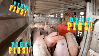 Pot Belly Pig Trailer Unloading Pigs Ep32 [upl. by Oilenroc107]