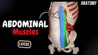 Muscles of the Abdomen Groups Origin Insertion Function [upl. by Maroj]