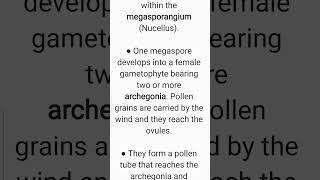 How do gymnosperms reproduce Class 11 Biology Chapter 3 [upl. by Rebmyk]