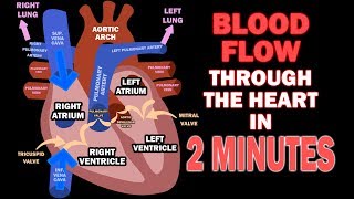 Development of the Heart 3D [upl. by Hawkie667]