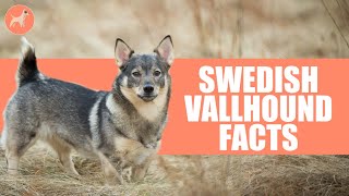 Swedish Vallhund Dog Breed 10 Amazing Facts You Must Know [upl. by Dowd]