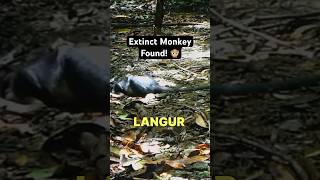 Extinct Animal Caught on Camera [upl. by Narcho]