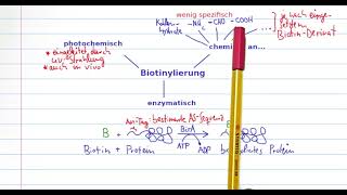 Biotin und Avidin  Eine starke SchlüsselSchlossInteraktion [upl. by Aneis248]