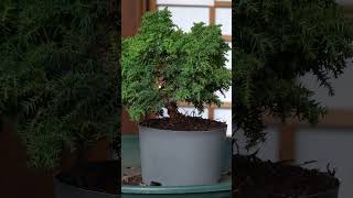 Cryptomeria Bonsai creation bonsai [upl. by Nuawad845]