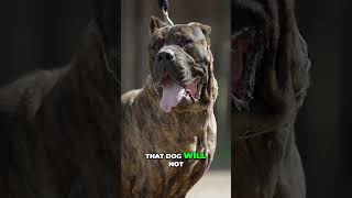 Why Ambullneo Mastiffs Make Perfect Family Guardians [upl. by Waers113]