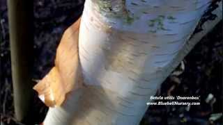 Betula utilis var jacquemontii Doorenbos Himalayan Birch [upl. by Atilrahc921]