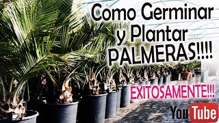 Como GERMINAR PALMERAS de SEMILLA y con MUCHISIMO ÉXITO Butia Datil Pindó [upl. by Sucul]